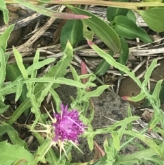 Centaurea calcitrapa (Star Thistle) at Broulee Island Nature Reserve - 1 Dec 2022 by Tapirlord
