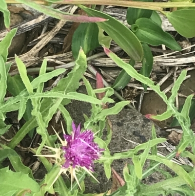 Centaurea calcitrapa (Star Thistle) at Broulee Island Nature Reserve - 1 Dec 2022 by Tapirlord