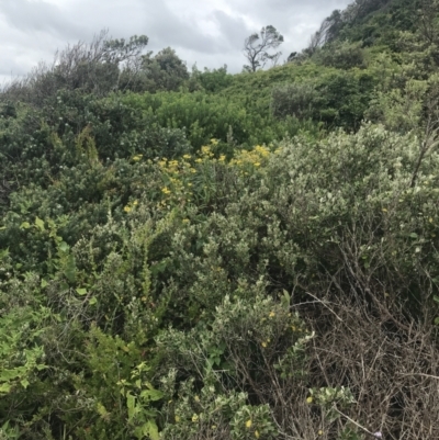 Correa alba var. alba (White Correa) at Broulee Island Nature Reserve - 1 Dec 2022 by Tapirlord