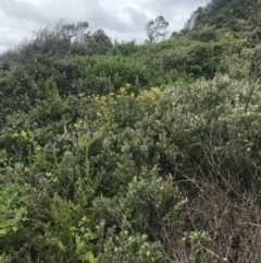Correa alba var. alba (White Correa) at Broulee Island Nature Reserve - 1 Dec 2022 by Tapirlord