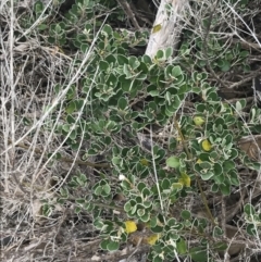 Correa alba var. alba at Broulee, NSW - 1 Dec 2022