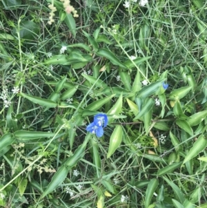 Commelina cyanea at Broulee, NSW - 1 Dec 2022 04:40 PM