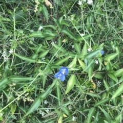 Commelina cyanea at Broulee, NSW - 1 Dec 2022 04:40 PM