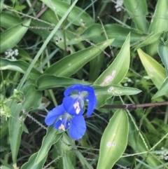 Commelina cyanea at Broulee, NSW - 1 Dec 2022
