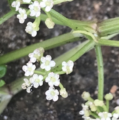 Apium prostratum (Sea Celery) at Broulee, NSW - 1 Dec 2022 by Tapirlord