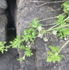 Apium prostratum at Broulee, NSW - 1 Dec 2022