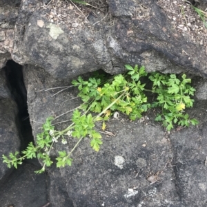 Apium prostratum at Broulee, NSW - 1 Dec 2022