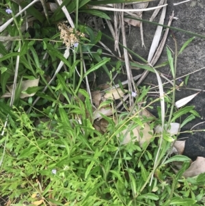 Lobelia anceps at Broulee, NSW - 1 Dec 2022 04:29 PM