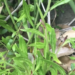 Lobelia anceps at Broulee, NSW - 1 Dec 2022 04:29 PM