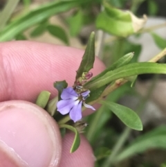 Lobelia anceps at Broulee, NSW - 1 Dec 2022 04:29 PM