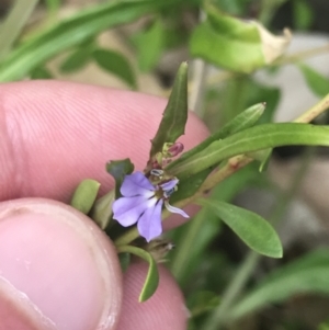 Lobelia anceps at Broulee, NSW - 1 Dec 2022 04:29 PM