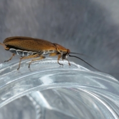 Ellipsidion humerale at Yass River, NSW - 18 Dec 2022 09:31 AM