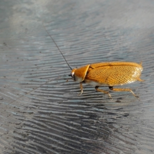 Ellipsidion humerale at Yass River, NSW - 18 Dec 2022