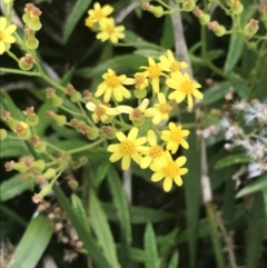 Senecio linearifolius (Fireweed Groundsel, Fireweed) at Broulee, NSW - 1 Dec 2022 by Tapirlord