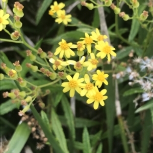 Senecio linearifolius at Broulee, NSW - 1 Dec 2022 04:28 PM