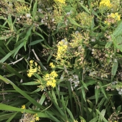 Senecio linearifolius at Broulee, NSW - 1 Dec 2022