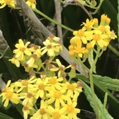 Senecio linearifolius at Broulee, NSW - 1 Dec 2022