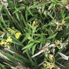 Senecio linearifolius at Broulee, NSW - 1 Dec 2022