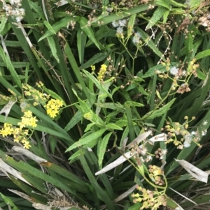 Senecio linearifolius at Broulee, NSW - 1 Dec 2022 04:28 PM