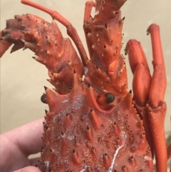 Sagmariasus verreauxi (Green Rock Lobster (Fao)) at Broulee Moruya Nature Observation Area - 1 Dec 2022 by Tapirlord