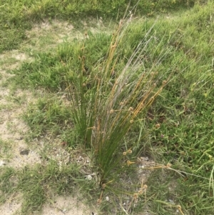 Ficinia nodosa at Broulee, NSW - 1 Dec 2022