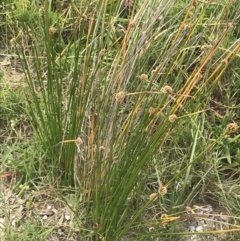 Ficinia nodosa at Broulee, NSW - 1 Dec 2022