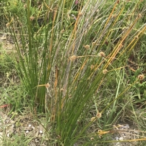 Ficinia nodosa at Broulee, NSW - 1 Dec 2022