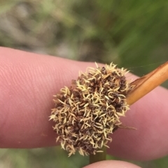 Ficinia nodosa at Broulee, NSW - 1 Dec 2022