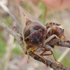 Yoyetta sp. (genus) at Yass River, NSW - 18 Dec 2022