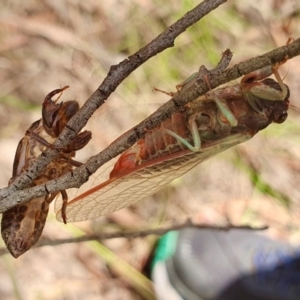 Yoyetta sp. (genus) at Yass River, NSW - 18 Dec 2022