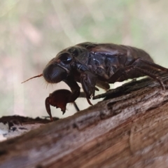 Yoyetta sp. (genus) (Firetail or Ambertail Cicada) at Yass River, NSW - 18 Dec 2022 by SenexRugosus