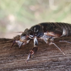 Yoyetta sp. (genus) at Yass River, NSW - 18 Dec 2022