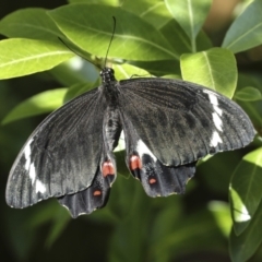 Papilio aegeus (Orchard Swallowtail, Large Citrus Butterfly) at Higgins, ACT - 16 Dec 2022 by AlisonMilton