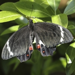 Papilio aegeus at Higgins, ACT - 16 Dec 2022 05:04 PM