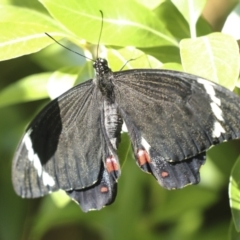 Papilio aegeus at Higgins, ACT - 16 Dec 2022 05:04 PM