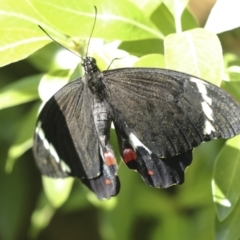 Papilio aegeus at Higgins, ACT - 16 Dec 2022