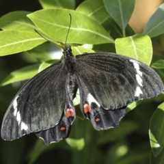 Papilio aegeus at Higgins, ACT - 16 Dec 2022 05:04 PM