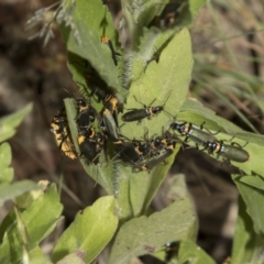 Chauliognathus lugubris (Plague Soldier Beetle) at Higgins, ACT - 14 Dec 2022 by AlisonMilton