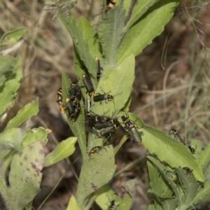 Chauliognathus lugubris at Higgins, ACT - 15 Dec 2022