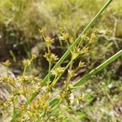 Juncus vaginatus (Clustered Rush) at Rugosa - 17 Dec 2022 by SenexRugosus