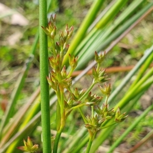 Juncus vaginatus at Yass River, NSW - 17 Dec 2022