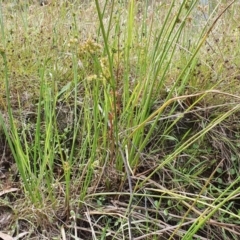 Juncus vaginatus at Yass River, NSW - 17 Dec 2022