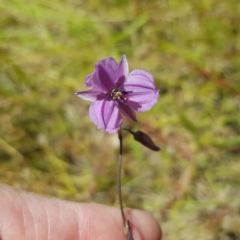 Arthropodium fimbriatum (Nodding Chocolate Lily) at Richardson, ACT - 18 Dec 2022 by RomanSoroka