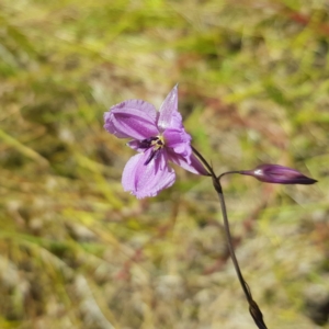 Arthropodium fimbriatum at Richardson, ACT - 18 Dec 2022