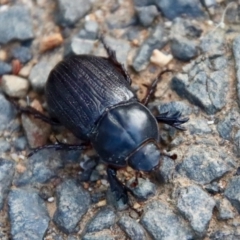 Semanopterus subcostatus (Scarab beetle) at Moruya, NSW - 18 Dec 2022 by LisaH