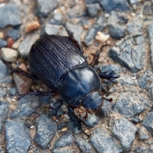 Semanopterus subcostatus at Moruya, NSW - 18 Dec 2022