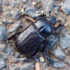 Semanopterus subcostatus at Moruya, NSW - 18 Dec 2022