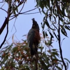 Callocephalon fimbriatum at Moruya, NSW - suppressed