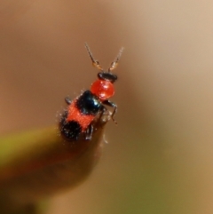 Dicranolaius bellulus (Red and Blue Pollen Beetle) at Moruya, NSW - 19 Dec 2022 by LisaH