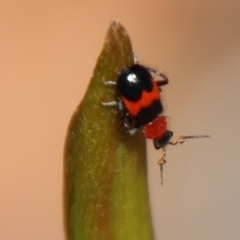 Dicranolaius cinctus at Moruya, NSW - suppressed